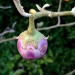 Solanum melongena Fruit