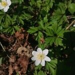 Anemone nemorosa Flower