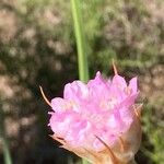 Armeria canescens Blomst