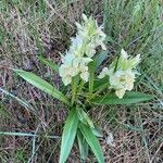 Dactylorhiza sambucina Цвят