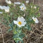 Argemone albiflora Flower