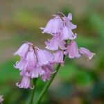 Hyacinthoides × massartiana Květ
