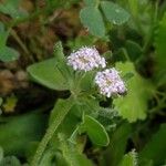 Valeriana discoidea Blodyn