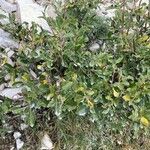 Salix breviserrata Likasa