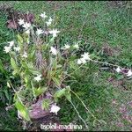 Dendrobium crumenatum Flor