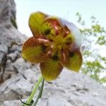 Fritillaria messanensis പുഷ്പം