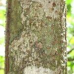 Licania densiflora Bark