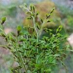Asplenium lepidum 葉