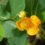 Impatiens capensis Blüte