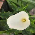 Zantedeschia aethiopicaFlower