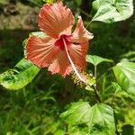 Hibiscus rosa-sinensisപുഷ്പം