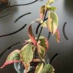 Alternanthera sessilis 叶