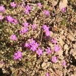 Spergularia purpurea Blüte