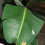 Calathea lutea Folio