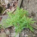 Epilobium coloratum Συνήθη χαρακτηριστικά