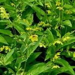 Lysimachia ciliata Агульны выгляд