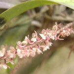 Rhipidoglossum rutilum Flower