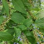 Acer davidii Feuille