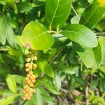 Citharexylum caudatum Fruit