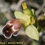 Ophrys omegaifera Flower