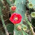 Opuntia elatior 花