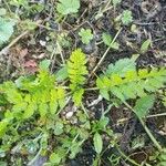 Erodium moschatumЛист