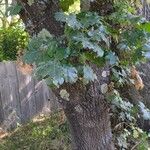 Quercus kelloggii Leaf