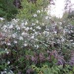 Rubus bertramii Blomma