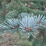 Picea engelmannii ഇല