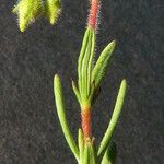 Fumana viridis 整株植物