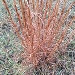 Schizachyrium scoparium Hostoa