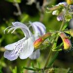 Conradina grandiflora 花