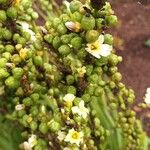 Sisyrinchium striatum Flower