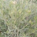 Tessaria absinthioides Φύλλο