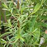 Melaleuca bracteata List