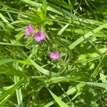 Geranium dissectum 整株植物
