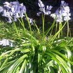 Hyacinthoides hispanicaFlower