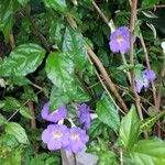 Thunbergia erecta Floare