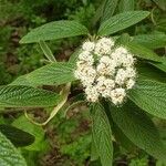 Viburnum rhytidophyllum Kora