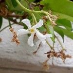 Trachelospermum jasminoides Flower