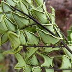 Pellaea calomelanos Leaf
