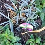 Dianthus gratianopolitanus Blad