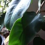 Philodendron martianum Levél
