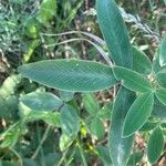 Trifolium sarosiense Leaf