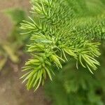 Araucaria heterophylla Leaf