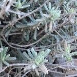 Teucrium dunense Hoja