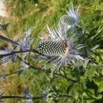 Eryngium alpinum Flower