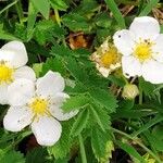 Fragaria viridisFlower