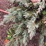 Juniperus chinensis List