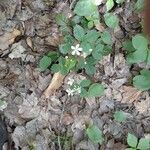 Rubus hispidus Kvet